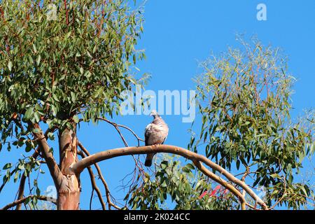 Eine einone Holztaube, Columba livia, thront hoch oben in einem Eukalyptusbaum vor einem tiefblauen Sommerhimmel in Surrey UK Stockfoto