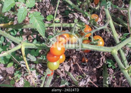 Bio-Kirschtomaten, die auf fruchtbarem Boden angebaut werden Stockfoto