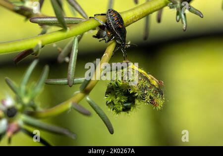 Ein Assassin Bug hat die Haut eines Slug Moth Caterpillar durchbohrt und extrahiert und ernährt die inneren Säfte. Dies ist ein großes Fest Stockfoto