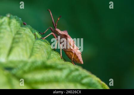 Nymphe eines Coreus marginatus, Dock Bug, auf dem Blatt einer Himbeerpflanze. Stockfoto