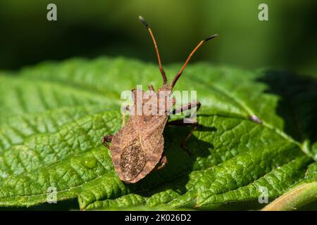 Adult Dock Bug (Coreus marginatus) auf Blatt von Himbeerbusch. Stockfoto