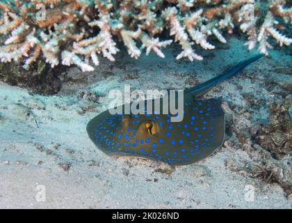 Ein Blauspottstingrau (Taeniura lympma) auf dem Meeresboden unter einer Tafelkoralle Stockfoto