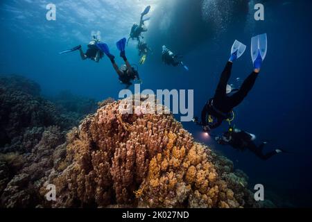 Eine Gruppe von Tauchern, die über dem Korallenriff schwimmen, geht zurück zum Boot, das an der Wasseroberfläche im Hintergrund sichtbar ist Stockfoto