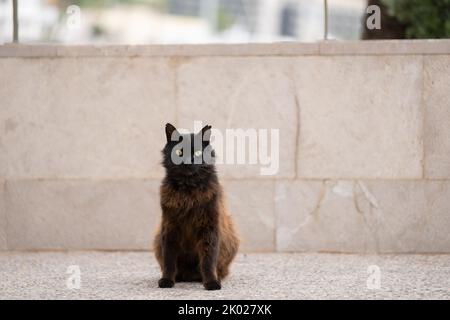 Schwarze flauschige streunende Katze mit gekippten Ohren sitzt auf dem Bürgersteig in Port de soller, Mallroca, spanien Stockfoto