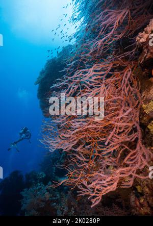 Eine große verzweigte schwarze Koralle mit rötlich-brauner Farbe, die an einer Wand wächst und in der Ferne Taucher ist Stockfoto