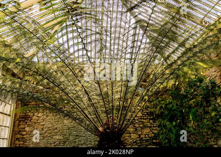 Ein großer Baumfarn (Dicksonia antarktis) in der Orangerie im Montacute House, Somerset, England, Großbritannien Stockfoto