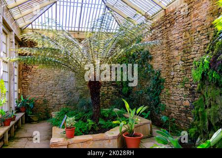 Ein großer Baumfarn (Dicksonia antarktis) in der Orangerie im Montacute House, Somerset, England, Großbritannien Stockfoto