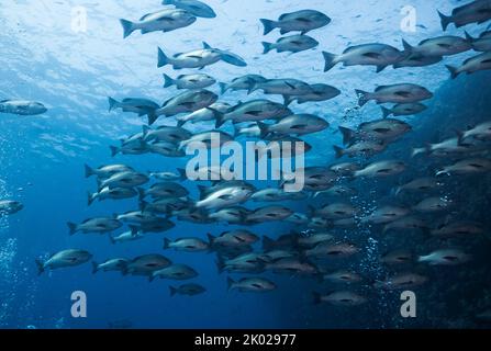 Eine große Schule von Twinspot Snapper Fish (Lutjanus bohar) rötlich grauem Körper mit dunkleren Flossen Stockfoto