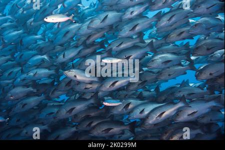 Eine große Schule von Twinspot Snapper Fish (Lutjanus bohar), die den Rahmen mit einem rötlich-grauen Körper und dunkleren Flossen füllt Stockfoto