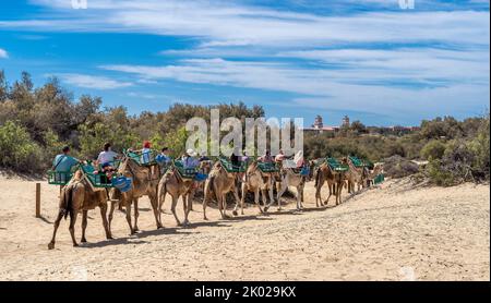 Gran Canaria, Spanien - 14. Oktober 2019: Eine Gruppe von Touristen in der Wüste reiten Kamele an einem sonnigen Tag im Urlaub Stockfoto