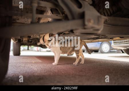 Schüchterne streunende Katze versteckt sich unter einem Auto im Freien auf mallorca, spanien Stockfoto