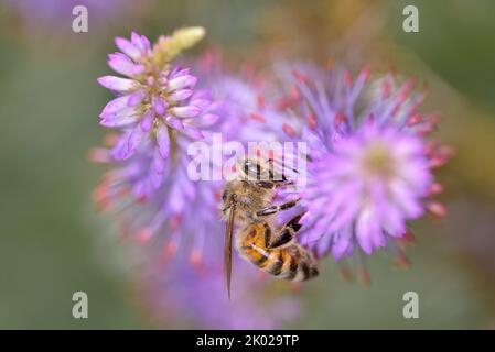 Biene - APIs Mellifera - Bestäubung Einer Blume von Veronicastrum Virginicum - Candelabra Speedwell Stockfoto