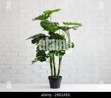 Zimmerpflanze Monstera in weißem Topf über weißem Backstein Wand Hintergrund Stockfoto