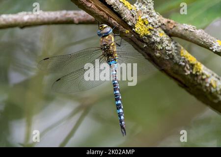 Große Libelle gelb-grün und braun gestreifte Brustkorbbänder blau und schwarz auf langen Bauch dunkle Strichmarkierung auf dunklen Vorderzäunungen und blauen zusammengesetzten Augen Stockfoto