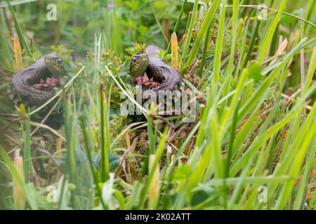 Grasschlange (Natrix natrix) langer grünlicher Körper mit dunklen Markierungen entlang der Flanken, einem gelben Halsband und runden Schülern, die nicht giftig sind Stockfoto