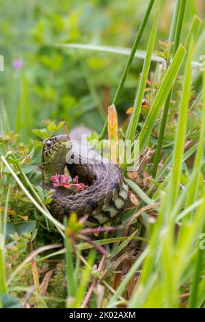 Grasschlange (Natrix natrix) langer grünlicher Körper mit dunklen Markierungen entlang der Flanken, einem gelben Halsband und runden Schülern, die nicht giftig sind Stockfoto