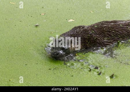 Otter (lutra lutra) Zuchtprogramm in Gefangenschaft, braunes Fell blasser Unterseite Hund wie Gesicht lang schlanker Körper lang dicken Schwanz webt Füße kleine Ohren Stockfoto