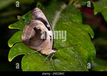 Ein blau gebänderter, purpurner Flügelschmetterling mit gefalteten Flügeln, der auf einem grünen Farnblatt ruht. Stockfoto
