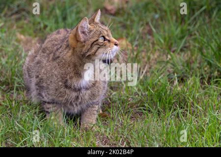 Schottische Wildkatze (Felis silvestris) Zuchtprogramm in Gefangenschaft. Große wild gestromte Katze buschig stumpf Schwanz schwarze Ringe und Spitze dunkle Streifen auf Fell Stockfoto