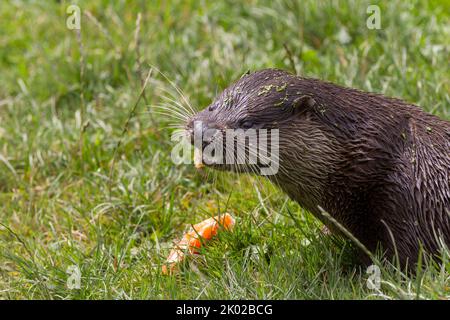 Otter (lutra lutra) Zuchtprogramm in Gefangenschaft, braunes Fell blasser Unterseite Hund wie Gesicht lang schlanker Körper lang dicken Schwanz webt Füße kleine Ohren Stockfoto