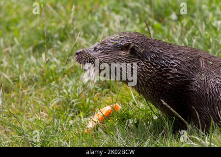 Otter (lutra lutra) Zuchtprogramm in Gefangenschaft, braunes Fell blasser Unterseite Hund wie Gesicht lang schlanker Körper lang dicken Schwanz webt Füße kleine Ohren Stockfoto