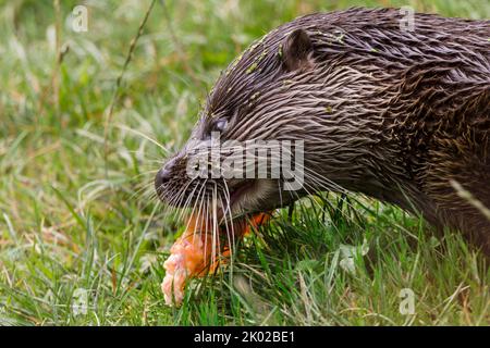 Otter (lutra lutra) Zuchtprogramm in Gefangenschaft, braunes Fell blasser Unterseite Hund wie Gesicht lang schlanker Körper lang dicken Schwanz webt Füße kleine Ohren Stockfoto