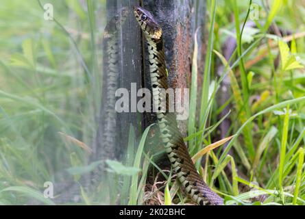 Grasschlange (Natrix natrix) langer grünlicher Körper mit dunklen Markierungen entlang der Flanken, einem gelben Halsband und runden Schülern, die nicht giftig sind Stockfoto