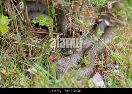 Grasschlange (Natrix natrix) langer grünlicher Körper mit dunklen Markierungen entlang der Flanken, einem gelben Halsband und runden Schülern, die nicht giftig sind Stockfoto