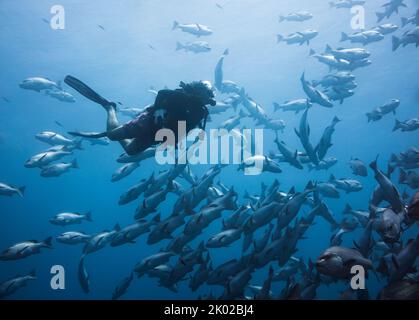 Ein Taucher, der mit einer Schule von Snapper-Fischen schwimmt, beobachtet sie ruhig Stockfoto