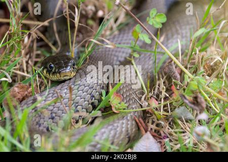 Grasschlange (Natrix natrix) langer grünlicher Körper mit dunklen Markierungen entlang der Flanken, einem gelben Halsband und runden Schülern, die nicht giftig sind Stockfoto