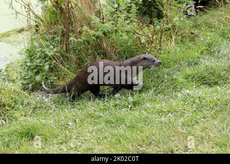 Otter (lutra lutra) Zuchtprogramm in Gefangenschaft, braunes Fell blasser Unterseite Hund wie Gesicht lang schlanker Körper lang dicken Schwanz webt Füße kleine Ohren Stockfoto