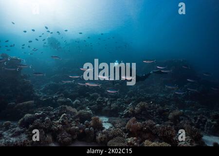 Eine ruhige Unterwasserlandschaft eines Tauchers, der über dem Riff schwimmt, mit einigen Fusilierfischen aus dem Roten Meer und Silhouetten eines anderen Tauchers und Fischs im Stockfoto