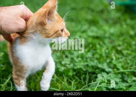 Kuscheln Sie eine kleine Ingwerkatze mit der Hand Stockfoto