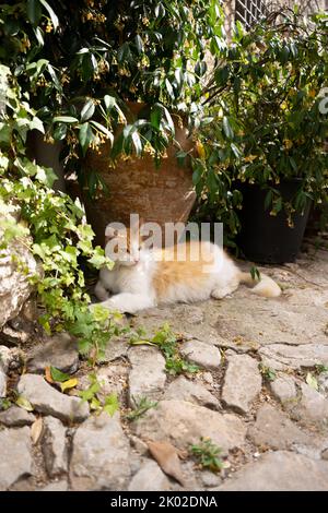 Ingwer weiße Katze ruht auf dem Boden im Schatten unter einem Pflanztopf auf mallorca, spanien Stockfoto