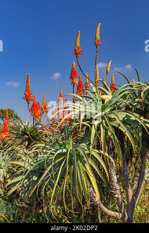 Aloe Vera blüht am Gods Window im Naturschutzgebiet Blyde River in der Drakensberger Steillandschaft im östlichen Mpumalanga South Afica Stockfoto