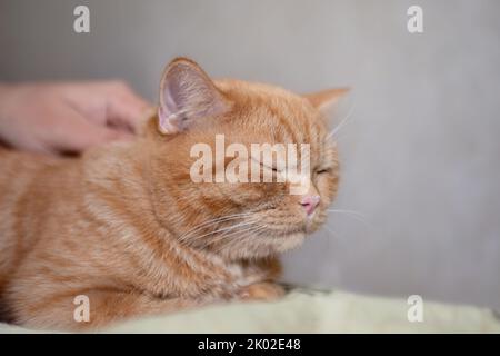 Schlafende Ingwer-Kätzchen sind gerne Haustiere mit männlicher Hand. Purebed britische Kurzhaarkatze. Stockfoto