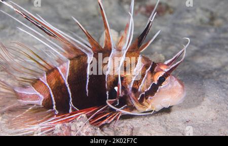 Nahaufnahme eines Clearfin-Löwenfisches (Pterois radiata) auf dem sandigen Boden Stockfoto