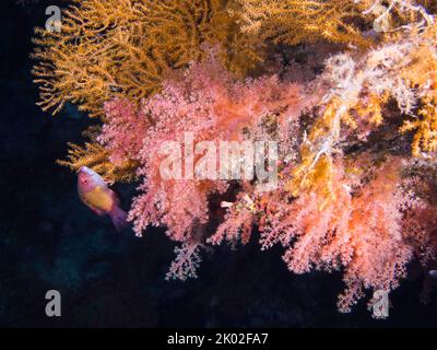 Nahaufnahme der wunderschönen rosa und gelben weichen Korallen, die an einer Wand mit einem lebendigen Farbfisch wachsen Stockfoto
