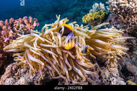 Nahaufnahme des Roten Meeres-Anemonefisches (Amphiprion bicinctus), der sich in ihrer großen Anemone am Riff versteckt Stockfoto