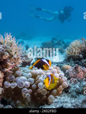 Close up of two Red Sea anemonefish (Amphiprion bicinctus) hiding in their large Bubble anemone on the reef with a scuba diver in the background Stockfoto