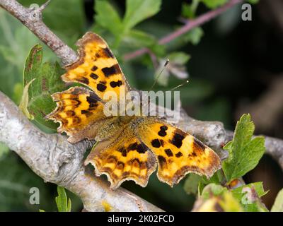 Komma-Schmetterling (Polygonia c-Album) in Ruhe auf Weißdornbusch Stockfoto