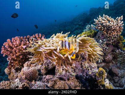 Nahaufnahme des Roten Meeres-Anemonefisches (Amphiprion bicinctus), der sich in ihrer großen Anemone am Riff versteckt Stockfoto