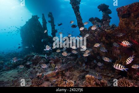 Meereslandschaft einer Schule von Scissortail-Feldfisch (Abudefduf sexfasciatus), der über einem alten Schiffswrack schwimmt, das mit Korallen überwuchert ist Stockfoto