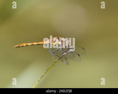 Männliche Gemeine Darter-Libelle (Sympetrum striolatum), die am Ende eines Blattes thront Stockfoto