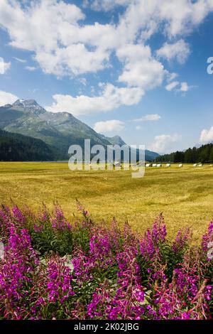 Wandern rund um Silser See - Oberengadin - Schweiz. Stockfoto