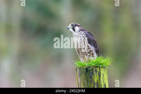 Falco Peregrinus, die Wanderin Flacon, thronte auf einem Zaunpfosten Stockfoto