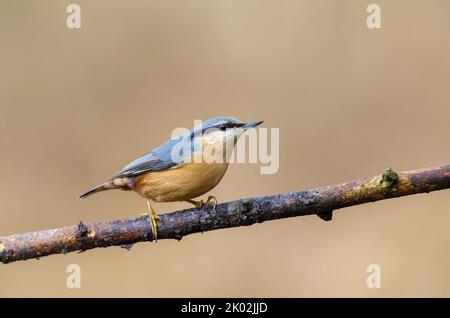 Nuthatch, Sitta Europaea, in einem Waldgebiet auf einem Ast, klarer, beiger Hintergrund Stockfoto