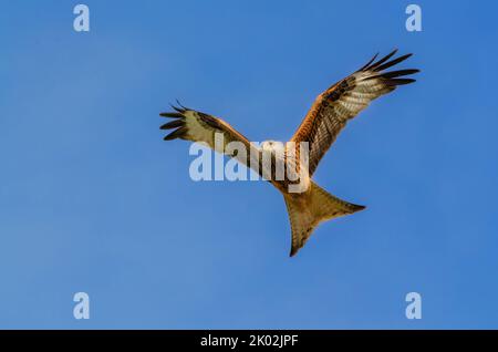 Red Kite, Milvus milvus, fliegt gegen einen klaren blauen Himmel. Gigrin Farm Red Kite Center Stockfoto
