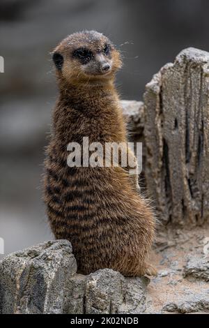 Schlankschwanzmeerkat oder Surikat (Suricata suricatta) Stockfoto