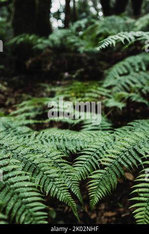 Tropisches Blatt im Wald. Nahaufnahme von großen Blättern in den tiefen und dunklen Wäldern. Konzept der wilden Natur im Freien. Natürliche Landschaft. Rette den Planeten und halte Deforestaion auf. Liebe zur Natur Stockfoto